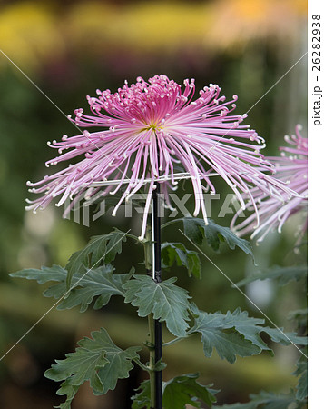 菊の花 菊の花 26282938