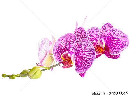 stripped purple with white orchid, phalaenopsis stripped purple with white orchid, phalaenopsis 26283399