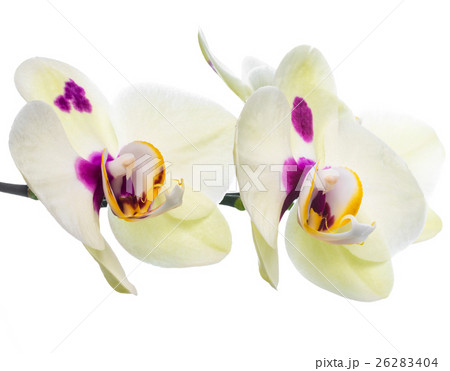 Branch blooming yellow with lilac spotted orchid Branch blooming yellow with lilac spotted orchid 26283404