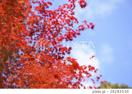 秋の京都・神護寺 26283530