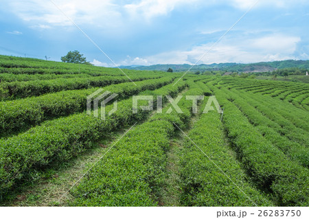 Green tea plantation landscape, in Thailand 26283750