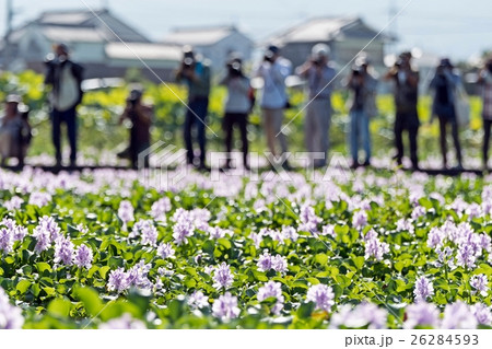 本薬師寺跡 ホテイアオイとタマシギ 26284593