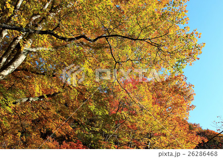 紅葉の女夫淵 紅葉の女夫淵 26286468