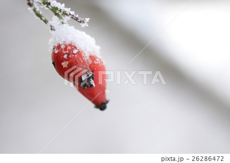 Frozen rose hips covered by snow Frozen rose hips covered by snow 26286472