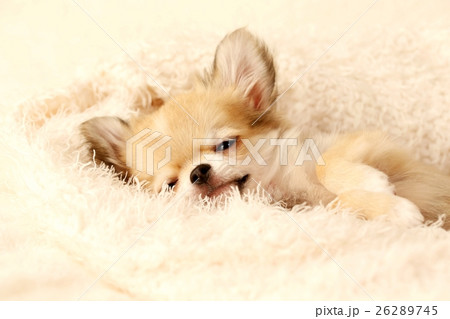 チワワの仔犬 26289745