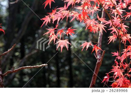 紅葉 紅葉 26289966