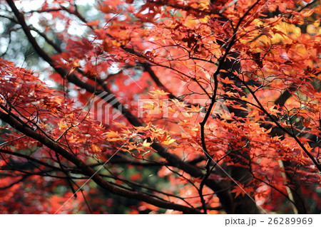 紅葉 26289969