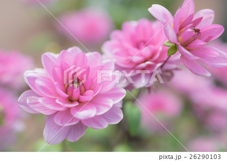 ピンクの花 ピンクの花 26290103