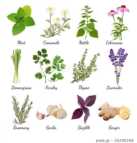 Spices And Meadow Flowers Herbal Setのイラスト素材