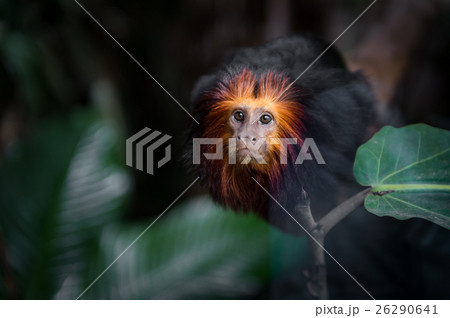Golden-headed lion tamarins at Singapore Zoo Golden-headed lion tamarins at Singapore Zoo 26290641