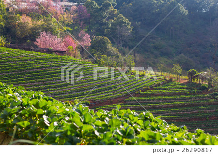 Strawberry garden at Doi Ang Khang , Chiang Mai, Strawberry garden at Doi Ang Khang , Chiang Mai, 26290817