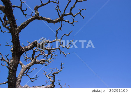 青空と枝 再生力 青空と枝 再生力 26291109
