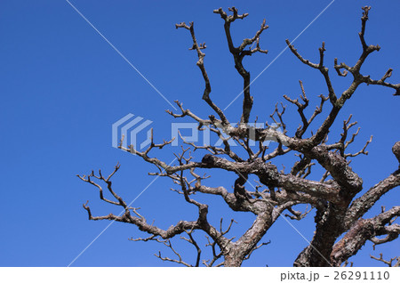 青空と枝 再生力 青空と枝 再生力 26291110