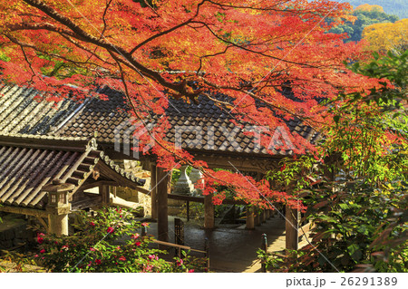 長谷寺の紅葉 26291389