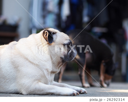 lovely lonely white fat cute pug dog playing aroun lovely lonely white fat cute pug dog playing aroun 26292314