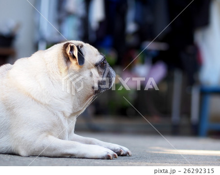 lovely lonely white fat cute pug dog playing aroun 26292315