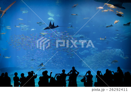 海の生物 海の生き物 海洋生物 26292411