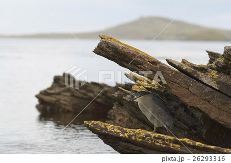 Black-crowned Night-heron Black-crowned Night-heron 26293316