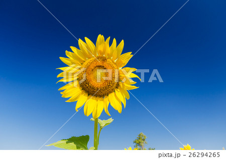 Sunflower Sunflower 26294265