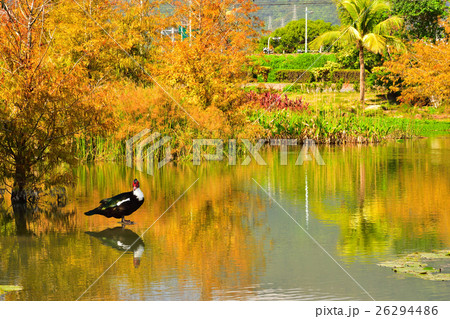 木 ツリー 樹 26294486