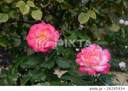 キッス・オブ・フロリダ 26295834