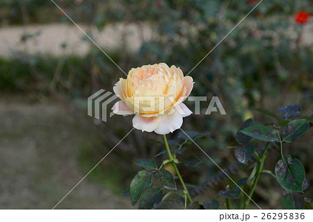 キャラメルアンティーク 26295836