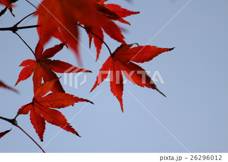 九年庵の紅葉 26296012