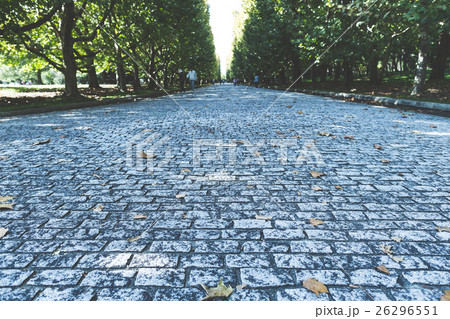 並木道 26296551