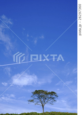 青空と木と飛行機雲 26297360