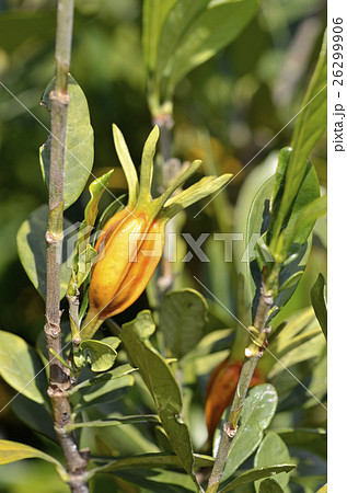 11月のクチナシの実 26299906