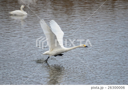 水面から飛び立つ白鳥 水面から飛び立つ白鳥 26300006