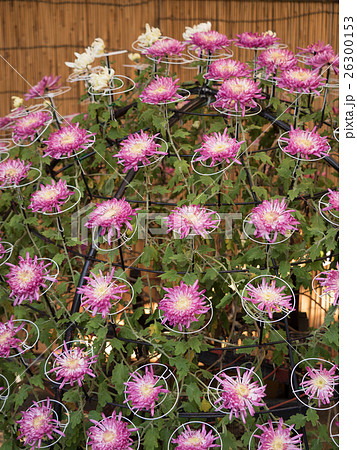 菊　千本咲 26300153