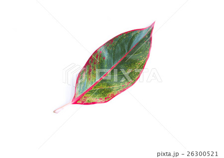 leaves on white background 26300521