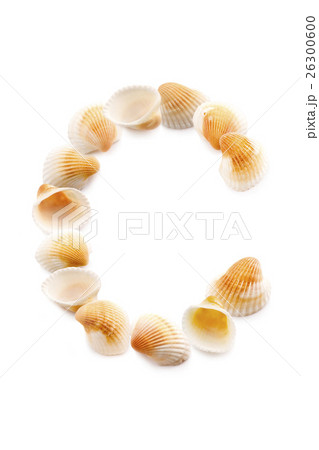 貝殻 C 貝殻 C 26300600