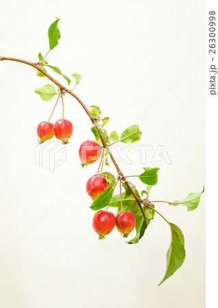 クラブアップル・リンゴ 26300998