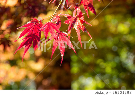モミジクローズアップ 26301298