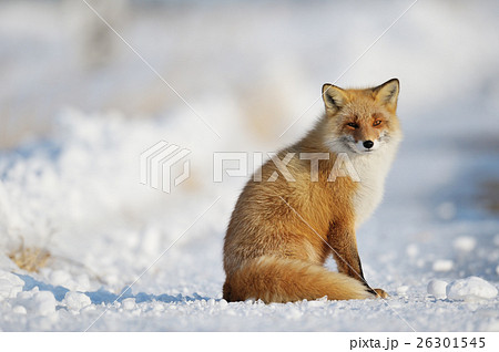 雪の上に座るキタキツネの写真素材 [26301545] - PIXTA