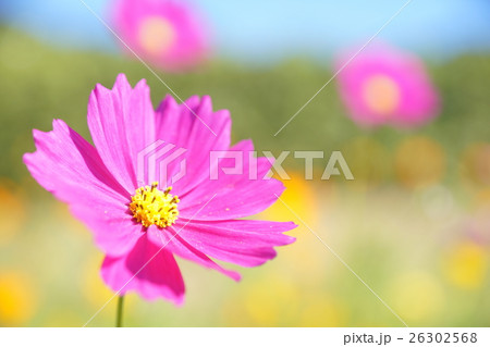 こすもす 26302568