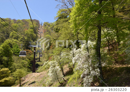 那須ゴンドラから見るゴヨウツツジ 那須ゴンドラから見るゴヨウツツジ 26303220