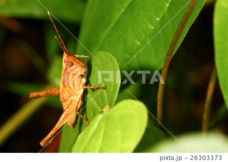 Grasshopper brown Grasshopper brown 26303373