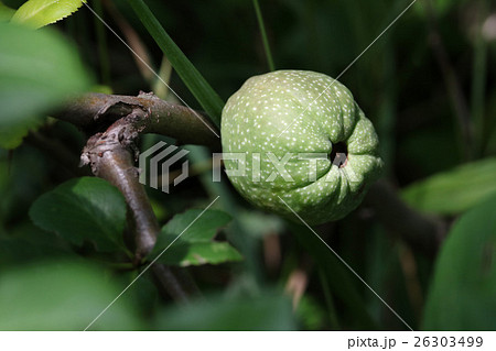 クサボケの実 26303499