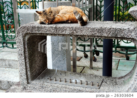 猫 26303604