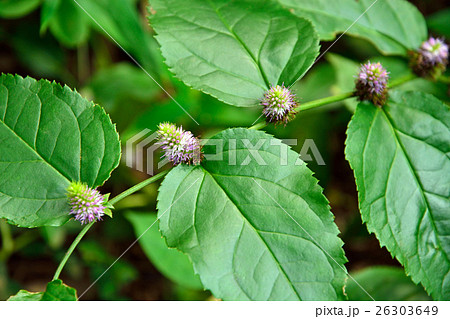 植物：トラノオスズカケ　オオバコ科 26303649