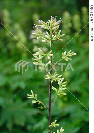 植物：モミジガサ　キク科 26303665