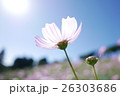 コスモス 26303686