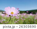 コスモス 26303690