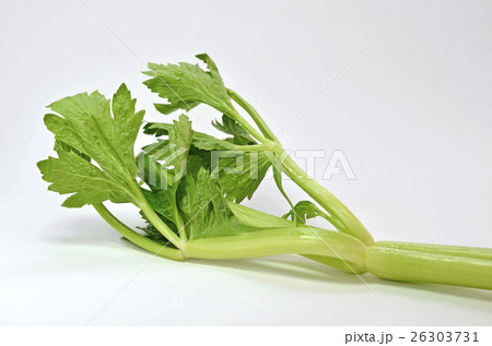 セロリ（celery） 26303731