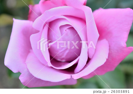 シャルルドゴール 薔薇の写真素材