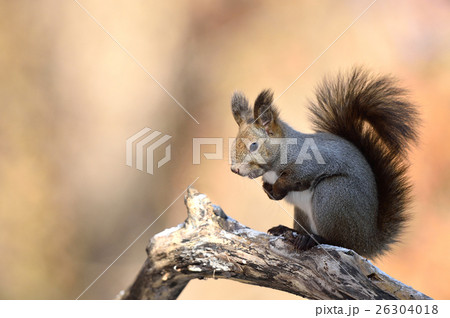 秋のエゾリス 秋のエゾリス 26304018