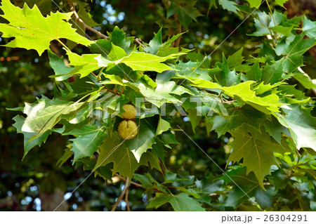 樹木：アメリカスズカケノキ　スズカケノキ科 26304291